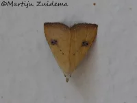 Stro-uiltje [Rivula sericealis]